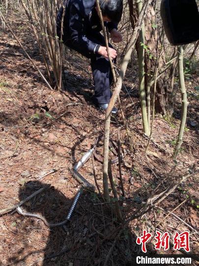 永康市公安局石柱派出所民警在现场查获的野猪夹。浙江警方 供图