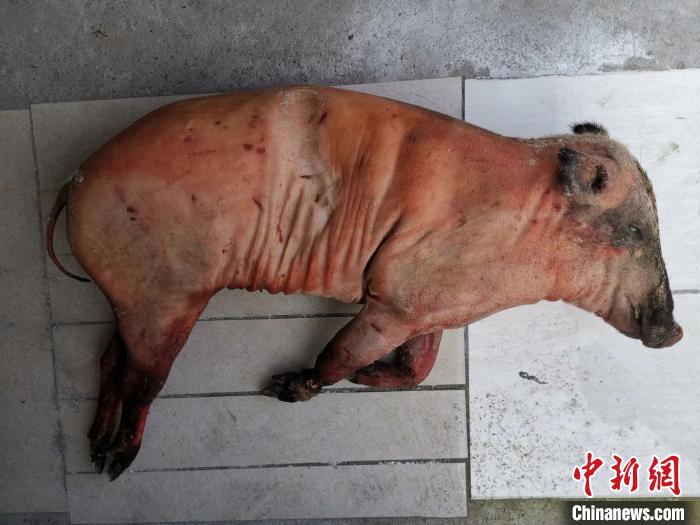 图为庄某非法猎捕的野猪。浙江警方 供图