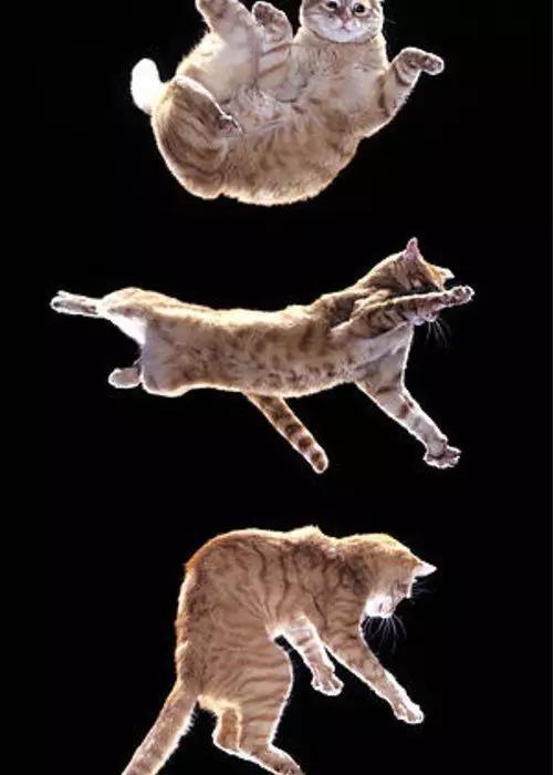 图 | Falling cat problem（来源：Fine Art American）