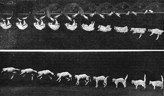  图 | Étienne-Jules Marey 用高速摄像机拍摄的猫掉落的照片（来源：Wikipedia）
