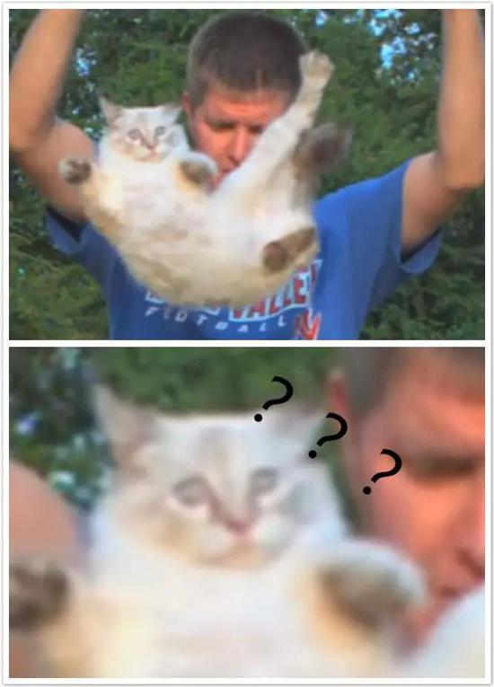 图 | “猫之迷惑”(来源:DeepTech)