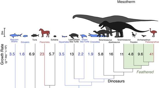 通过对恐龙和其他动物的生长速率这个间接证据，科学家们认为恐龙的体温代谢情况接近中温性动物（图片来源：https：//uanews.arizona.edu/）