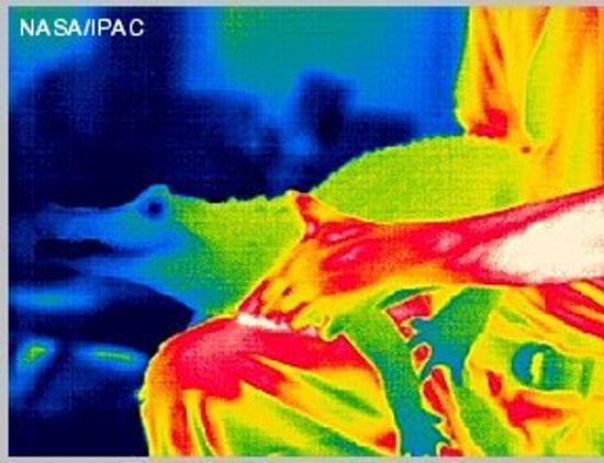  这个短吻鳄的红外热成像显示，同一时刻，它的吻部温度是明显低于躯干的。也就是说，它的温度分布模式是“镶嵌”的（图片来源：http://coolcosmos.ipac.caltech.edu/）