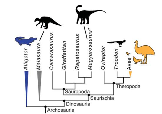  Figure 9 恐龙的后代是典型的内温性动物，鸟类；而恐龙远亲鳄类则是典型的外温性动物；目前对恐龙内部各大类群的测温显示，可能所有非鸟恐龙都具有维持体温高于环境温度的积极的体温调节能力（图片来源：Dawson et.al 2020）