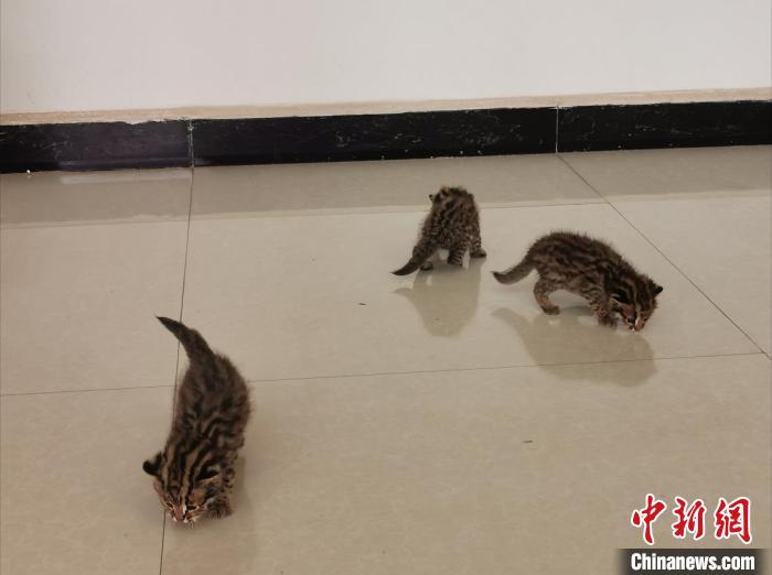 云南一村民地里捡回三只“小猫咪”发现是国家保护动物