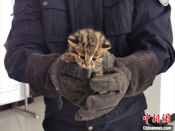 图为被救助的豹猫。 毕晓东 摄