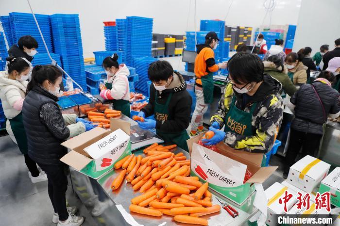 某生鲜电商平台与餐饮企业的“共享员工”与平台正式员工一起合作分拣食品。 殷立勤 摄