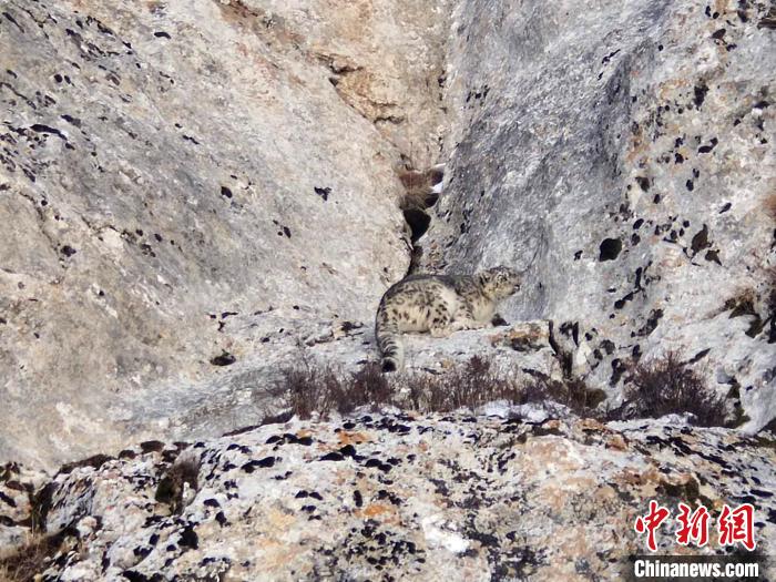 图为在祁连山国家公园青海片区的海西蒙古族藏族自治州天峻县境内的疑待产雪豹。 奥赛尼玛 摄