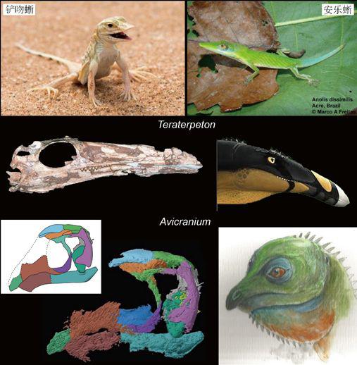  图4。 头拥有类似鸟的尖长喙部和圆脑袋等头型的爬行动物（点击看大图）