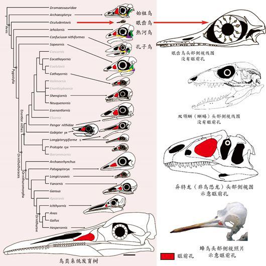 图5。 鸟、蜥蜴、恐龙眶前孔比较图（红色区域为眶前孔）（点击图片放大）