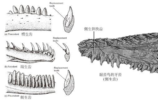 图6。 爬行动物牙齿着生方式[4] 。左列从上至下依次为：槽生齿、端生齿、侧生齿。右图是眼齿鸟的牙齿，为侧生齿。