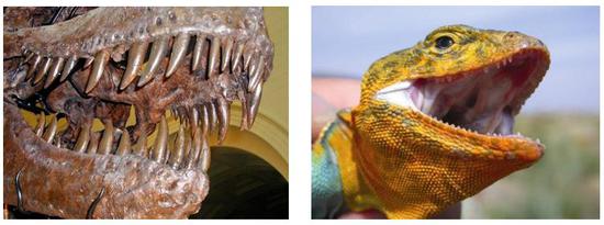 图7。（左）霸王龙的牙齿（来源：pintrest.com）；（右）环颈蜥的牙齿（A.K。 Lappin摄）
