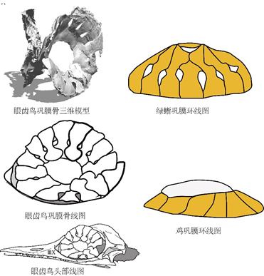 图8。 巩膜骨形态对比。对比可见眼齿鸟的巩膜骨与绿蜥巩膜骨形状相似，而与鸡巩膜骨极为不同。