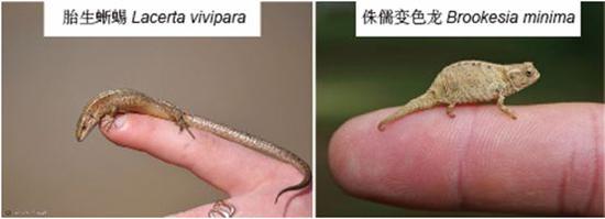 图9。 小型蜥蜴。（左）胎生蜥蜴（来源https：//janosiki.flog.pl/）；（右）侏儒变色龙（来源：http://www.chameleoncaremanual.com）