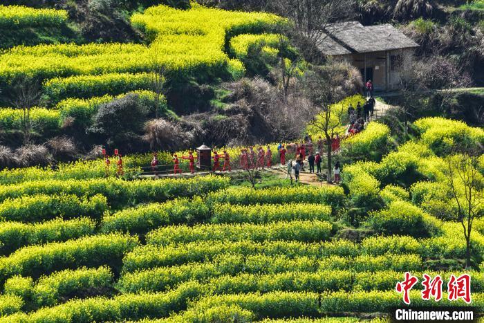 3月15日，“中国最美乡村”江西省婺源县篁岭景区油菜梯田春意盎然，美不胜收。曹加祥 摄 曹加祥 摄