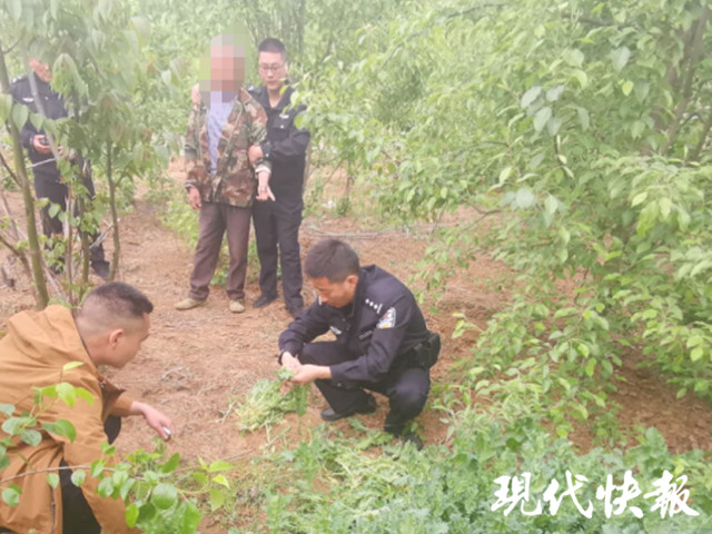 村民种1428株罂粟自称喂鹅治腹泻 数量较大被刑拘