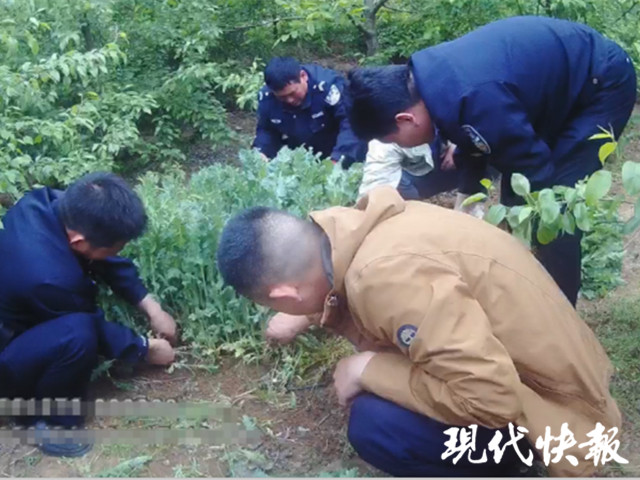 村民种1428株罂粟自称喂鹅治腹泻 数量较大被刑拘