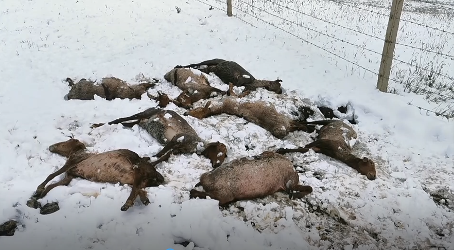新疆特克斯现大范围降雪降温 牧区近500牲畜被冻死