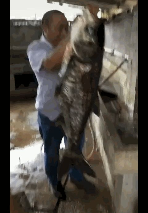 还有人路过河边随手一捞，就收获了一条大鱼。