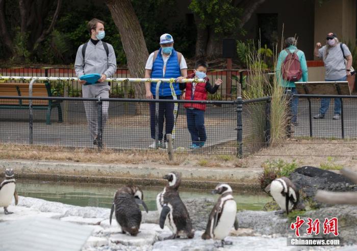 当地时间7月13日，戴口罩的游客在美国加利福尼亚州旧金山动物园参观。 中新社记者 刘关关 摄