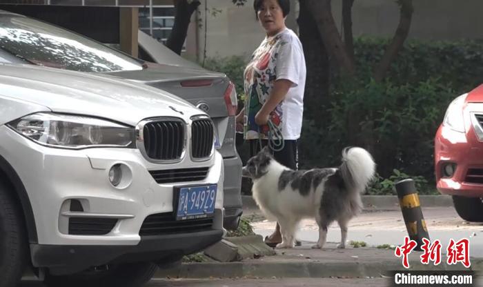 上海开展养犬行为专项整治当场可处50元以下罚款