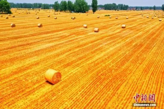 资料图：小麦收割季，麦浪滚滚遍地金黄。刘浩 陈杰 摄