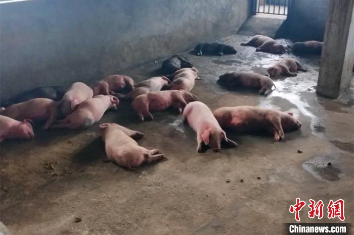 四川通江一养猪场烧煤取暖99头生猪中毒死亡