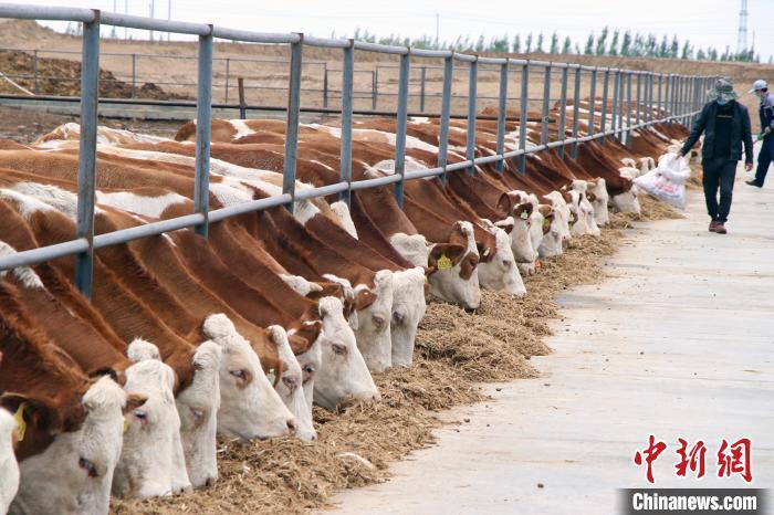 资料图：新疆阿勒泰市的一家畜牧养殖企业的育肥牛。 孙亭文 摄