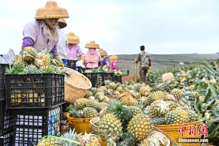 图为3月11日，农户采摘菠萝。 中新社记者 陈骥旻 摄