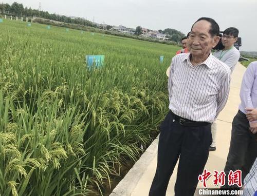 资料图：袁隆平正在田间察看水稻生长情况。 唐小晴 摄 