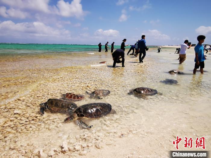 3月25日，以“保护海龟，守护海洋我们共同行动”为主题的第二批检察机关公益诉讼涉案海龟放流活动在三沙市永兴岛海域举行。160只涉案海龟被放归大海，回到家园。最高检供图